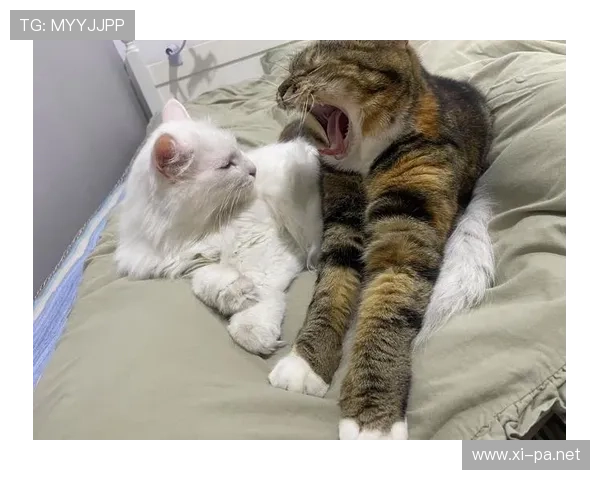 蒋圣龙家的狗都比我去过的地方多